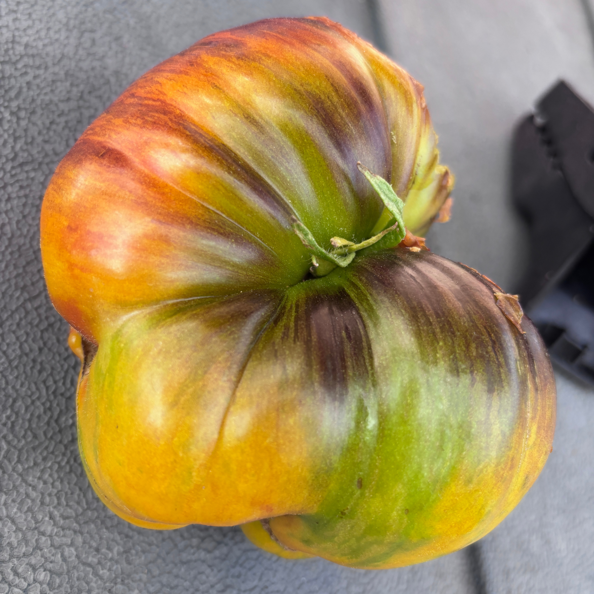 world plant seeds WORLD IN MY EYES TOMATO SEEDS BY BILL YODER – Secret Seed Cartel