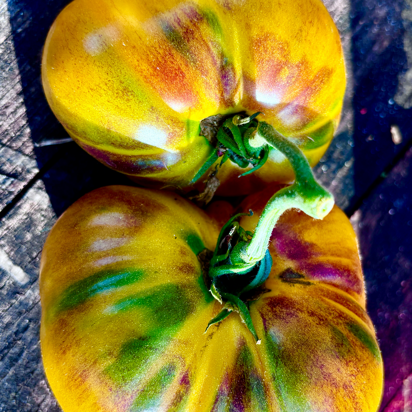 WORLD IN MY EYES TOMATO SEEDS BY BILL YODER