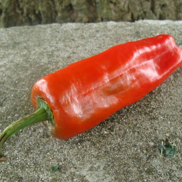 Piment de Bresse