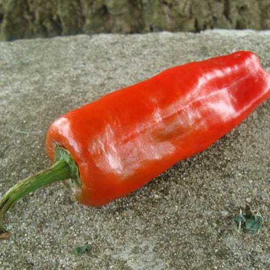 Piment de Bresse