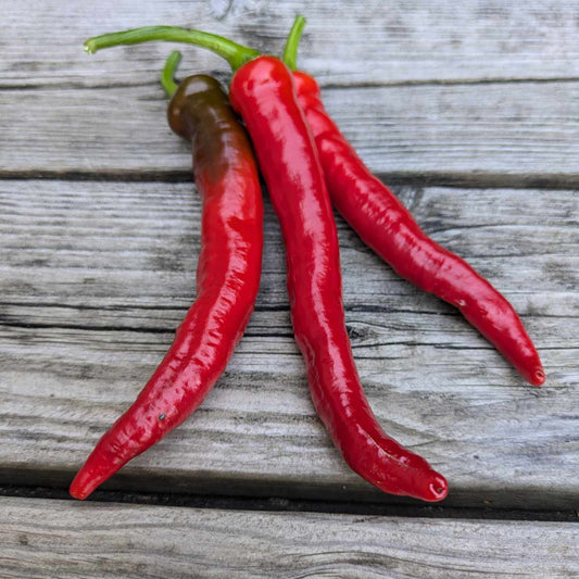 Guindillas de Tolosa Basque pepper