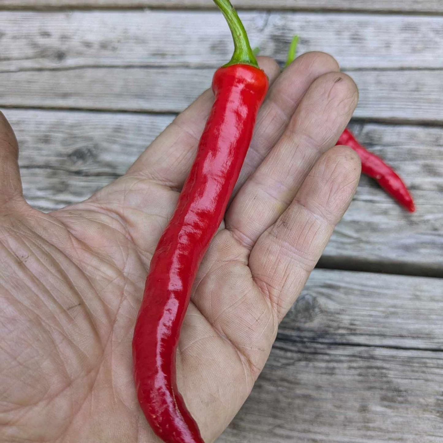 Guindillas de Tolosa Basque pepper