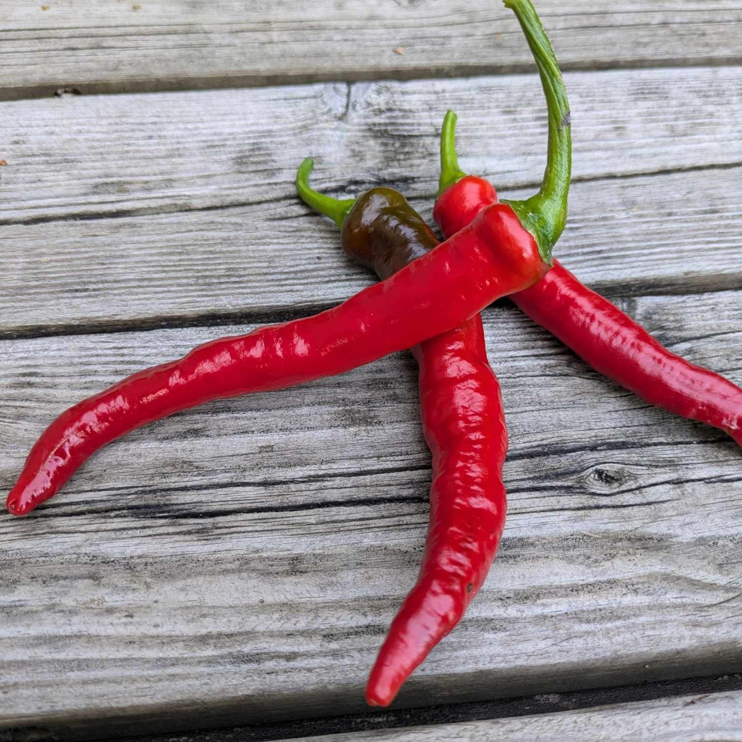 Guindillas de Tolosa Basque pepper