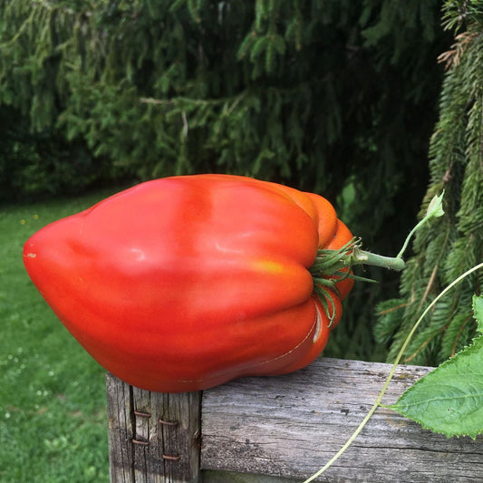 Pomodoro Cuore Antico di Acqui Terme