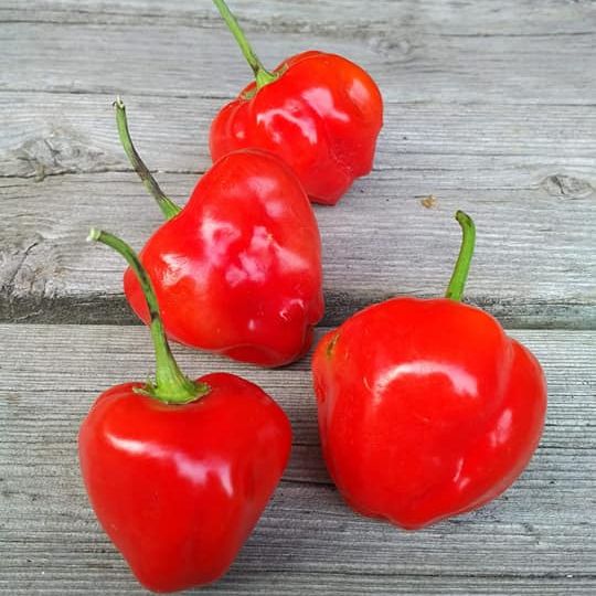 Peppādew