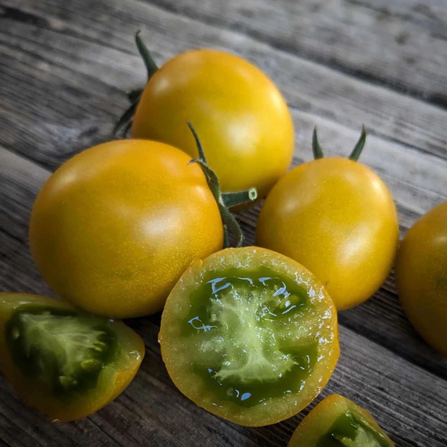 Hoosier Outlaw Green Cherry
