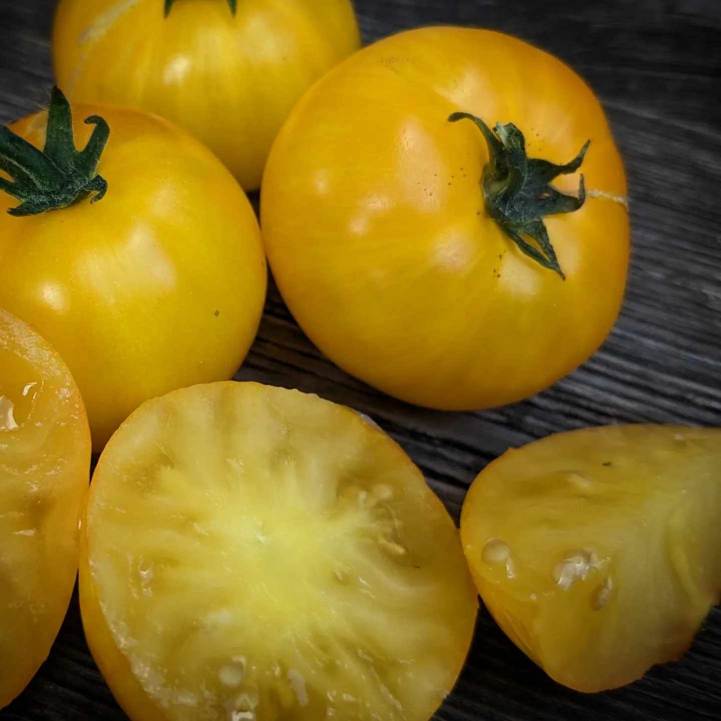 Yellow Brick Road – Secret Seed Cartel