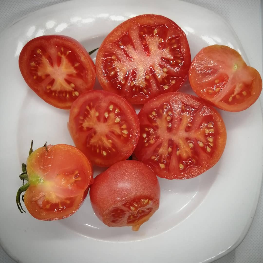 Robe Mountain Tommy Toe