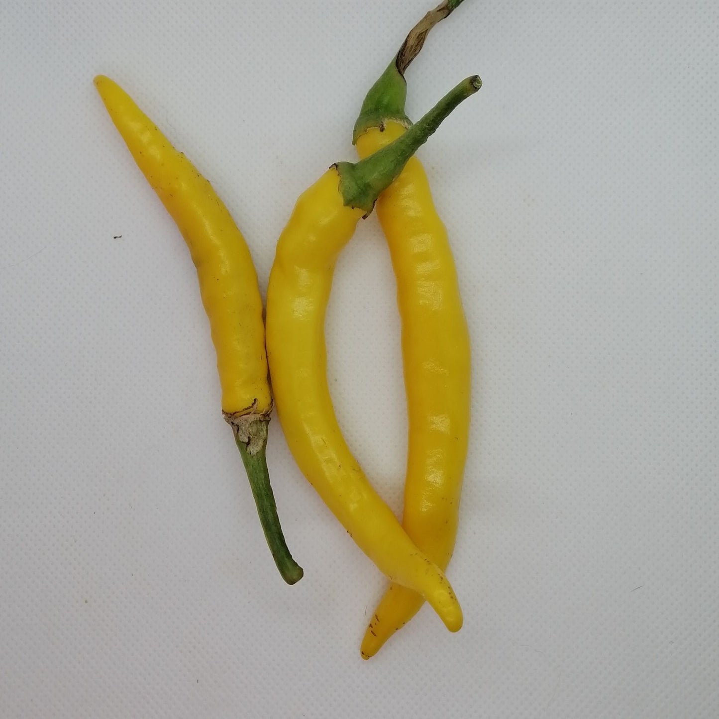 Sarit Gat Pepper