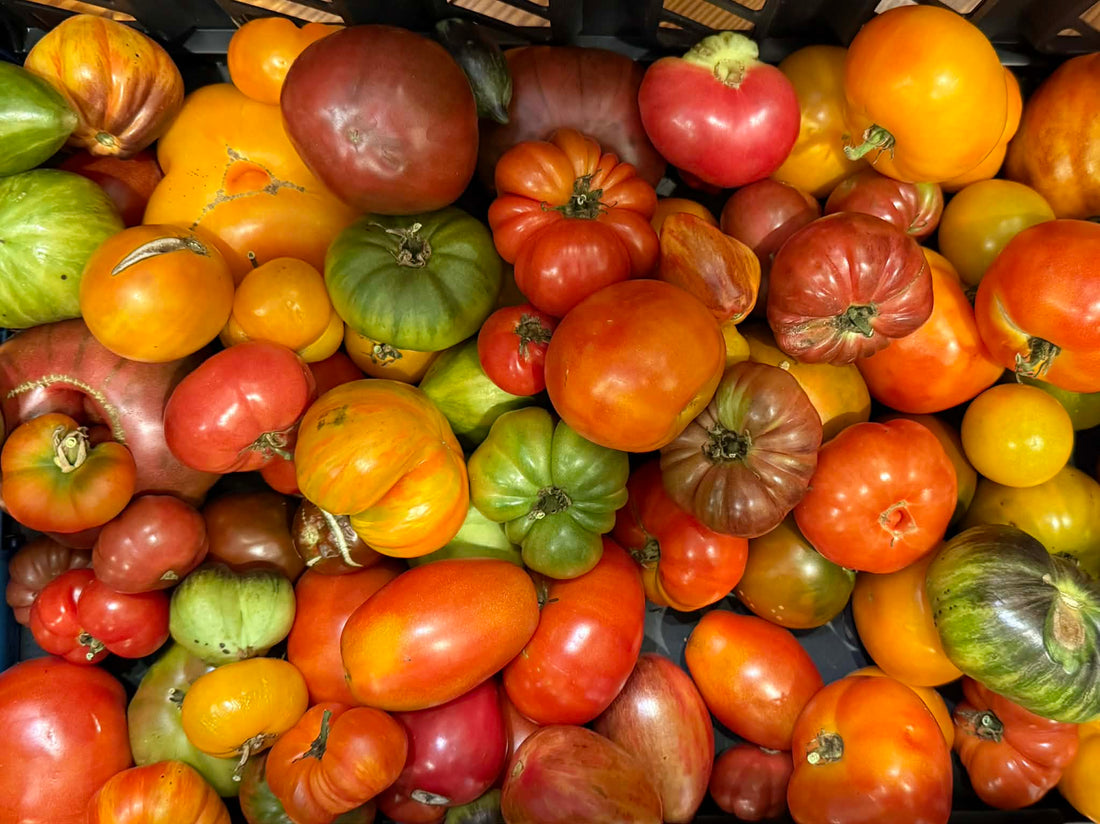 Breaking Down the Different Flavor Profiles of Tomatoes