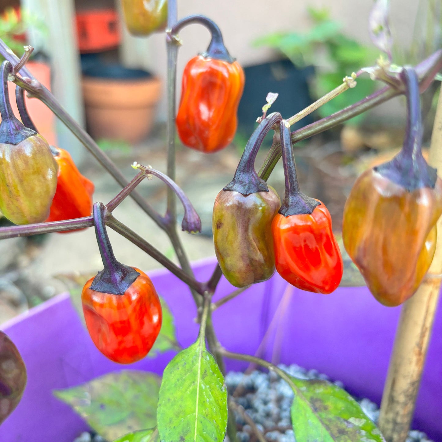 VENEZUELA PURPLE X CANDY CANE CHOCOLATE CHERRY PEPPER SEEDS