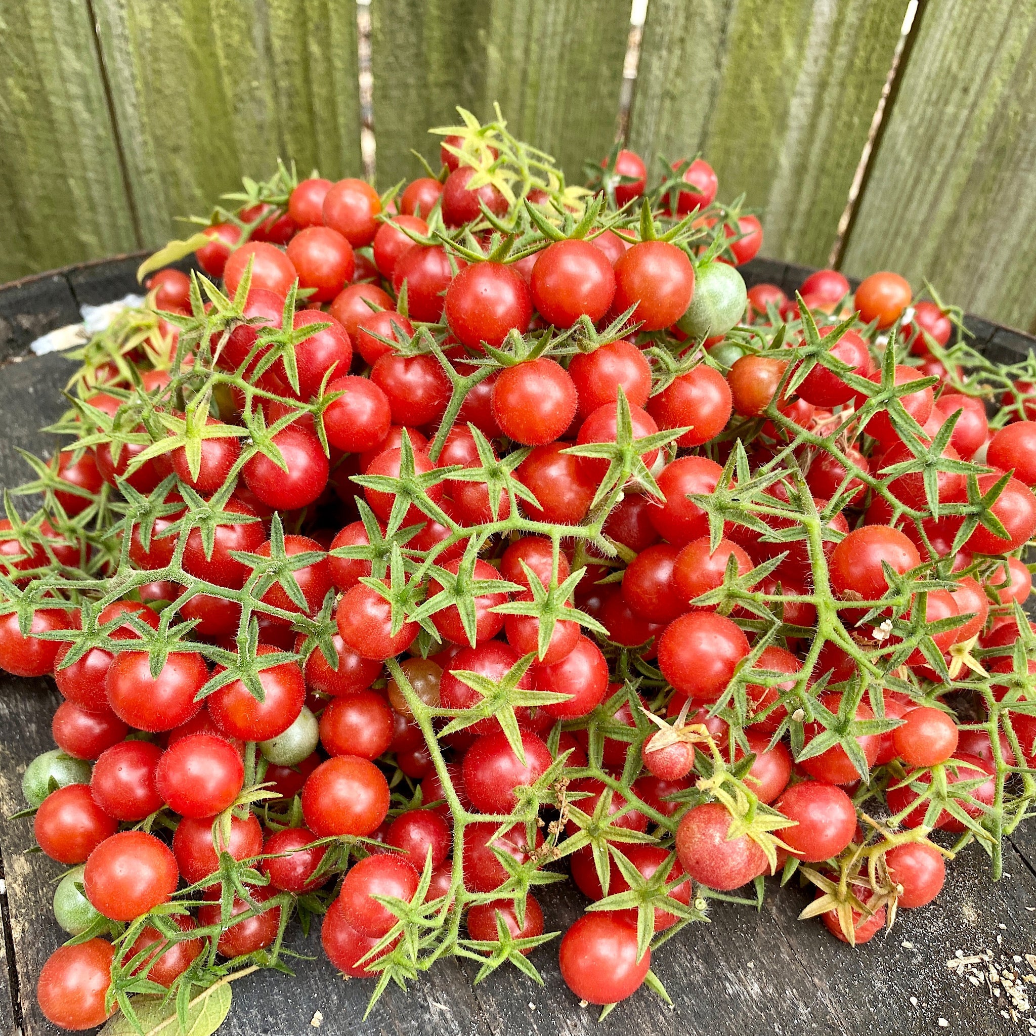 FLORIDA EVERGLADES TOMATO SEEDS – Secret Seed Cartel
