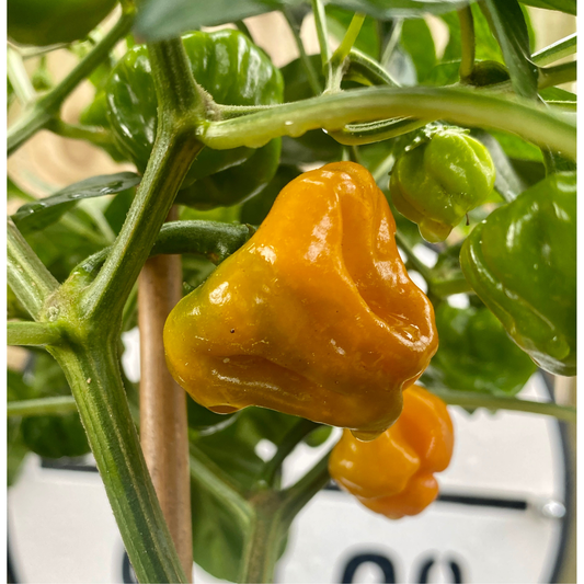 JAMAICAN YELLOW MUSHROOM PEPPER SEEDS