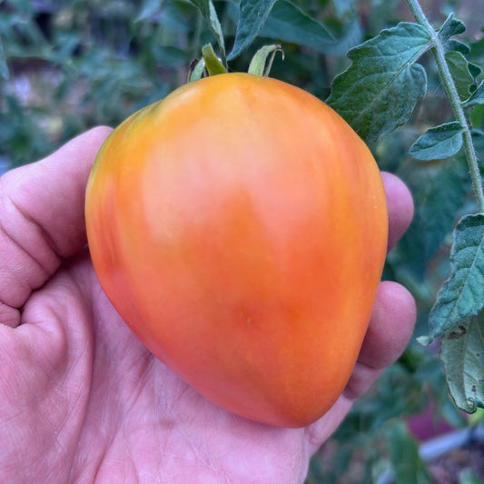RED DEAD REDEMPTION BY ROBERT TOMATO SEEDS