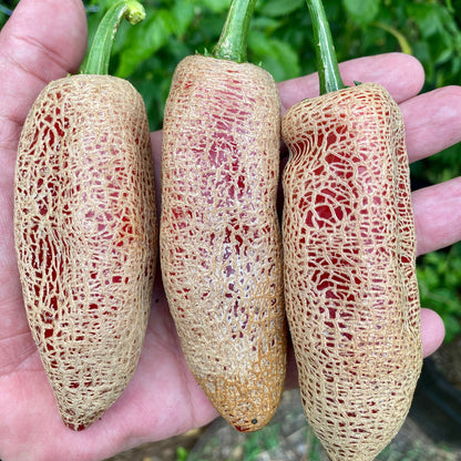 FARMERS MARKET JALAPENO PEPPER SEEDS
