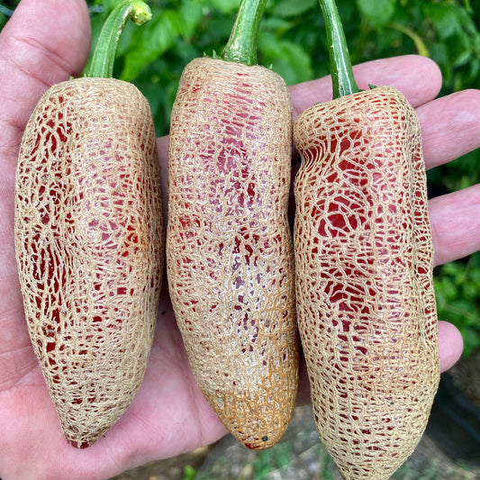 FARMERS MARKET JALAPENO PEPPER SEEDS