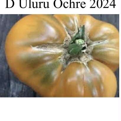 Uluru Ochre Dwarf Tomato Seeds
