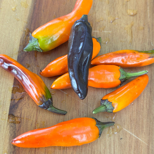HALLOWEEN THAI PEPPER SEEDD