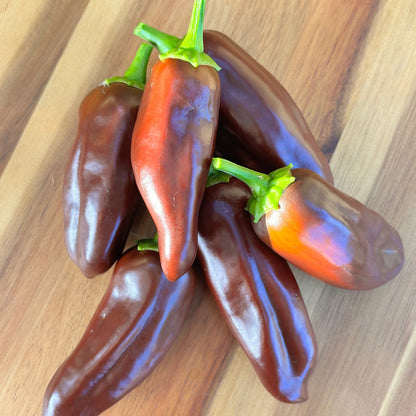 BROWN JALAPEÑO PEPPER SEEDS