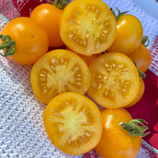 GALEN’S YELLOW DWARF TOMATO SEEDS