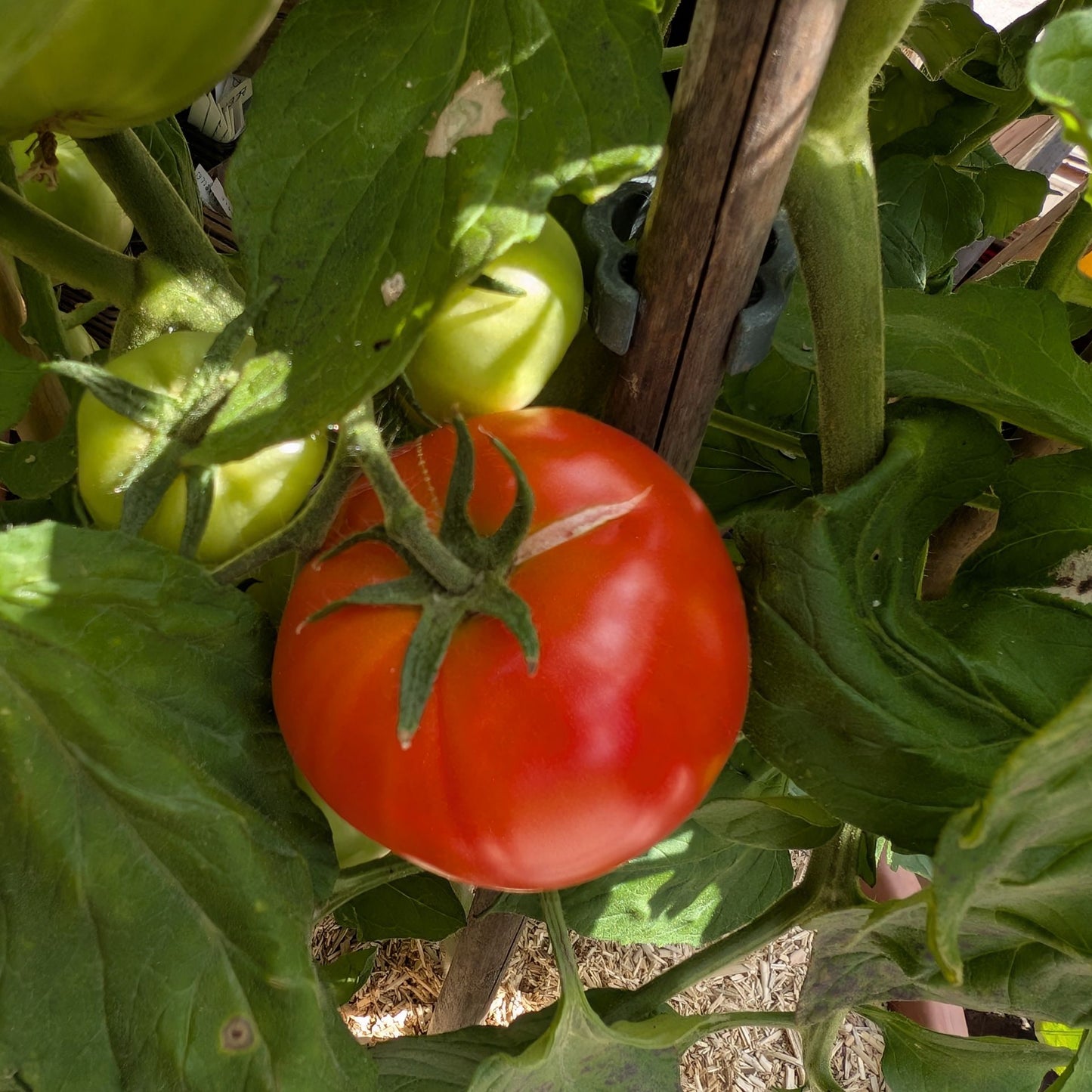 Rouge Hative de Saint-Victor Dwarf