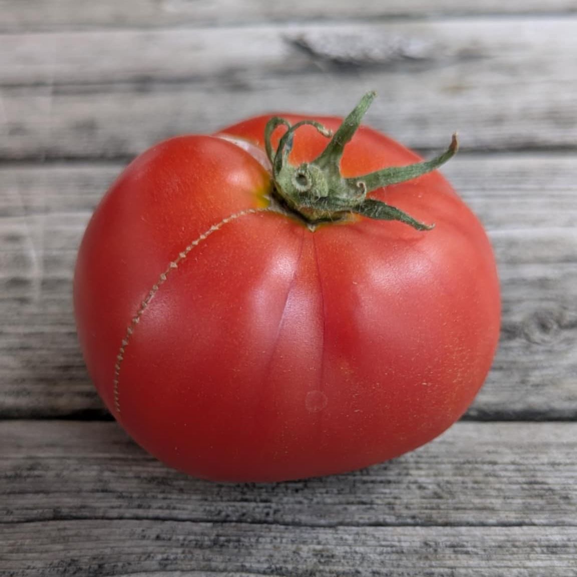 Rouge Hative de Saint-Victor Dwarf