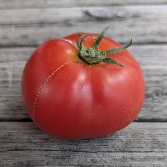 Rouge Hative de Saint-Victor Dwarf