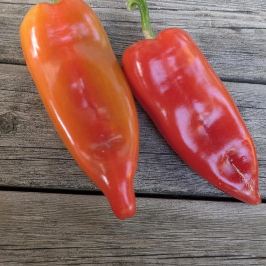 Zupska Rana (Sweet)