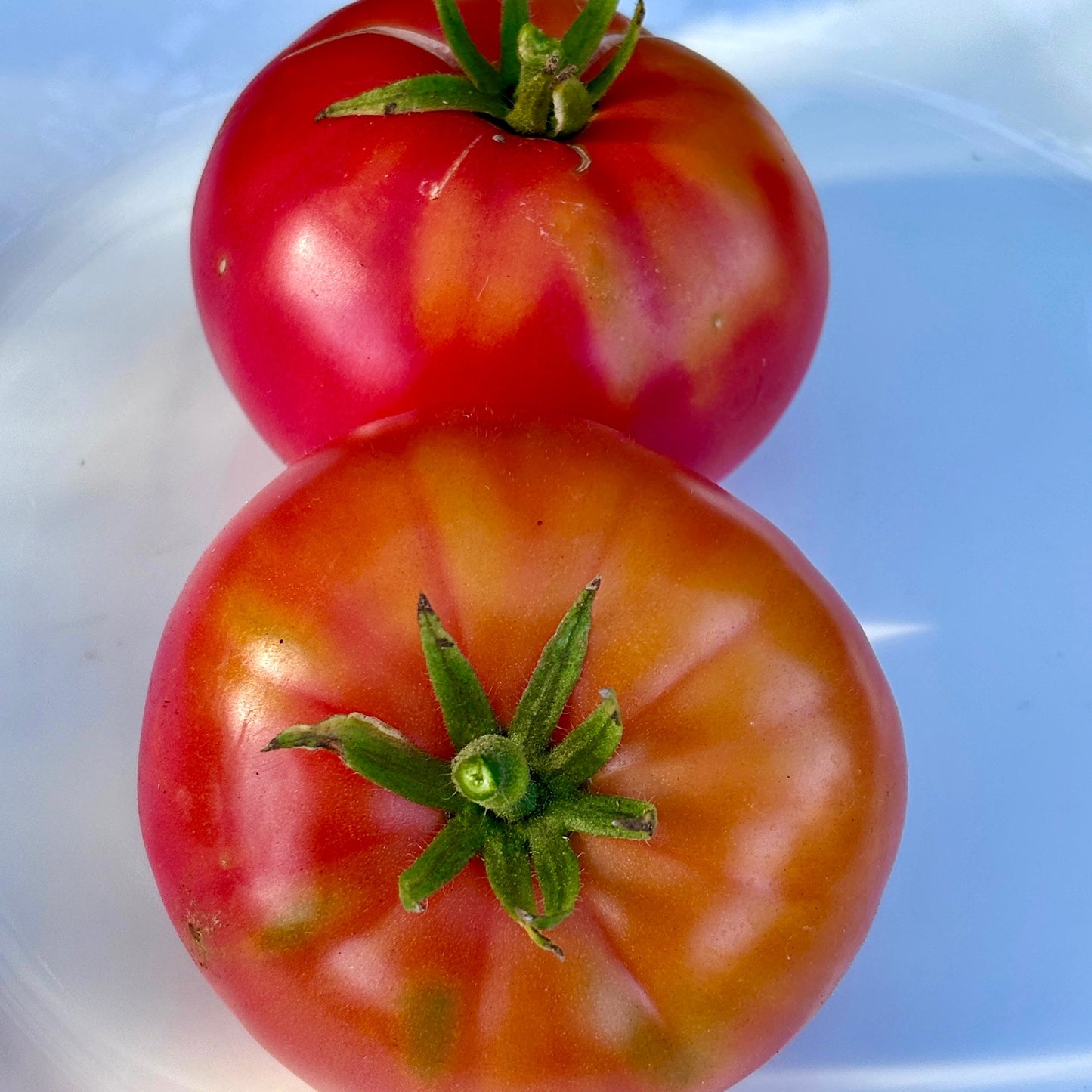 DEAN HALEY’S RAINBOW DWARF TOMATO SEEDS