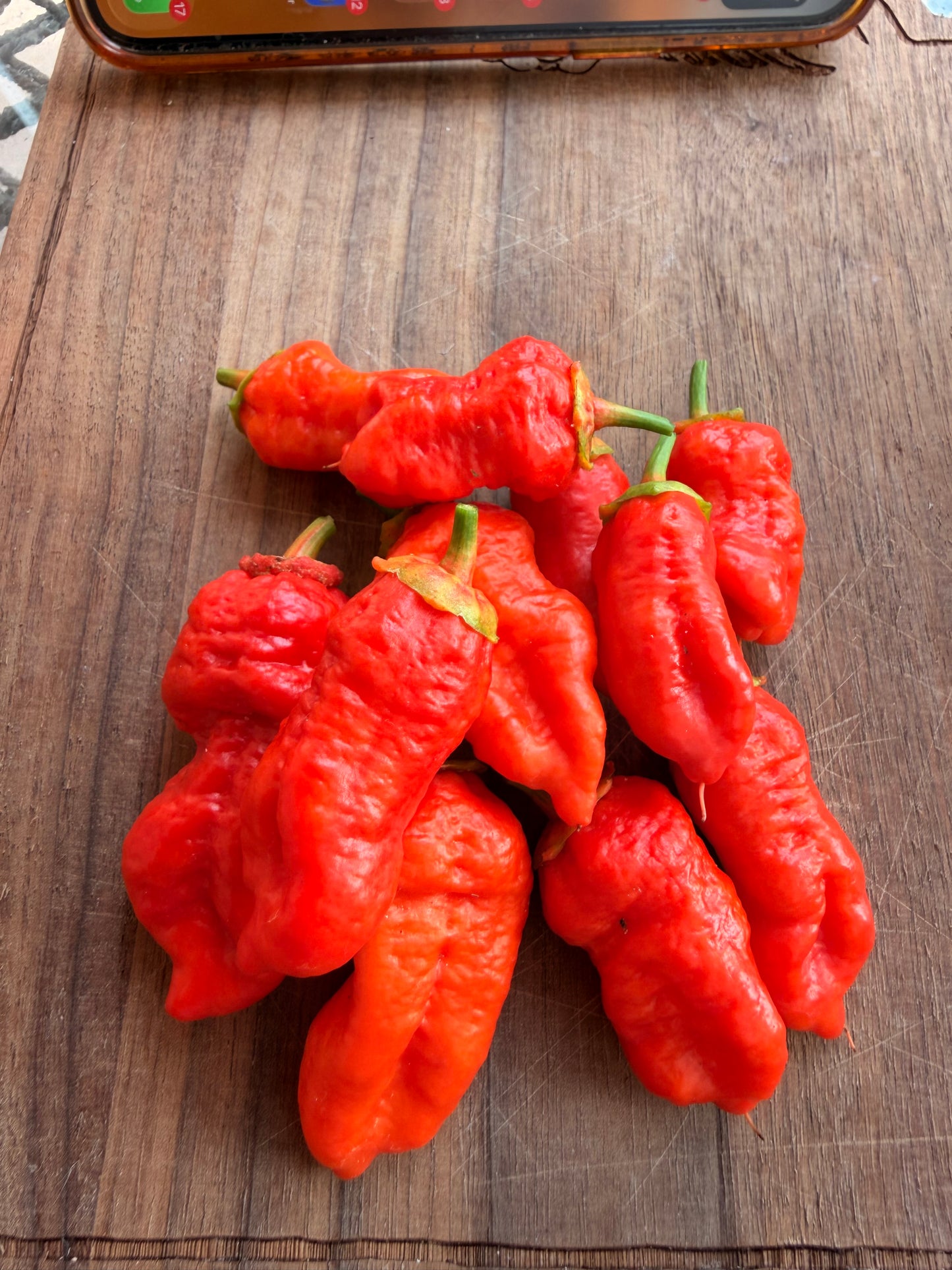 FRANKENSTEIN BBG PEPPER SEEDS