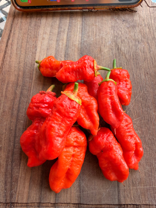 FRANKENSTEIN BBG PEPPER SEEDS