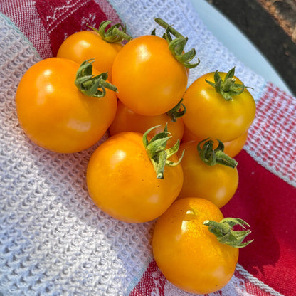 GALEN’S YELLOW DWARF TOMATO SEEDS