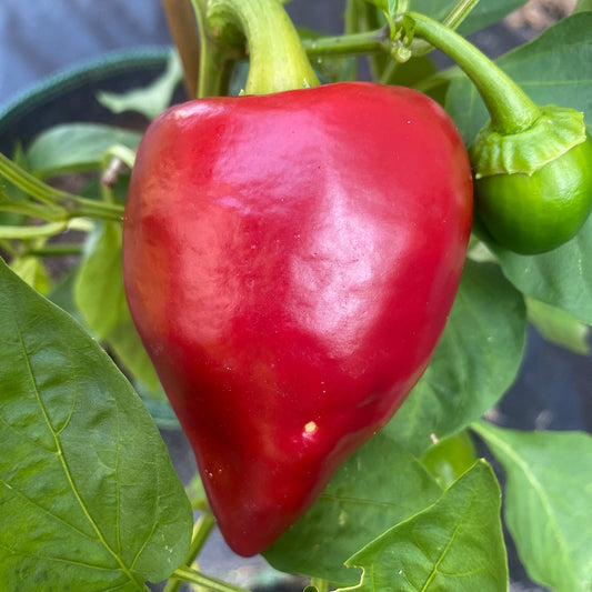 LESYA SWEET RED PEPPER SEEDS