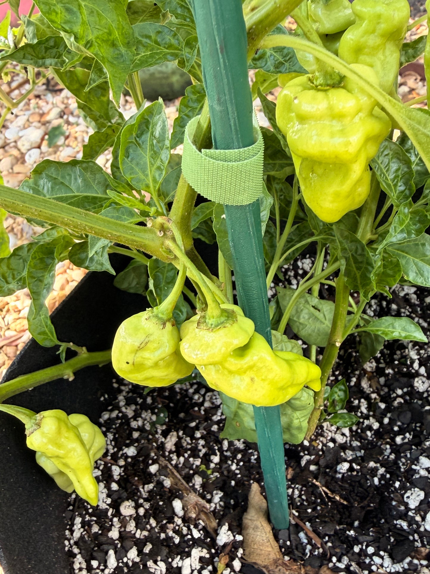 DEVILS TONGUE WHITE PEPPER SEEDS