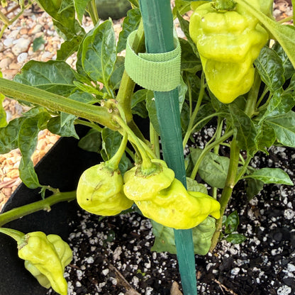 DEVILS TONGUE WHITE PEPPER SEEDS