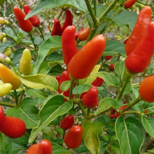 HAWAIIAN KONA PEPPER SEEDS