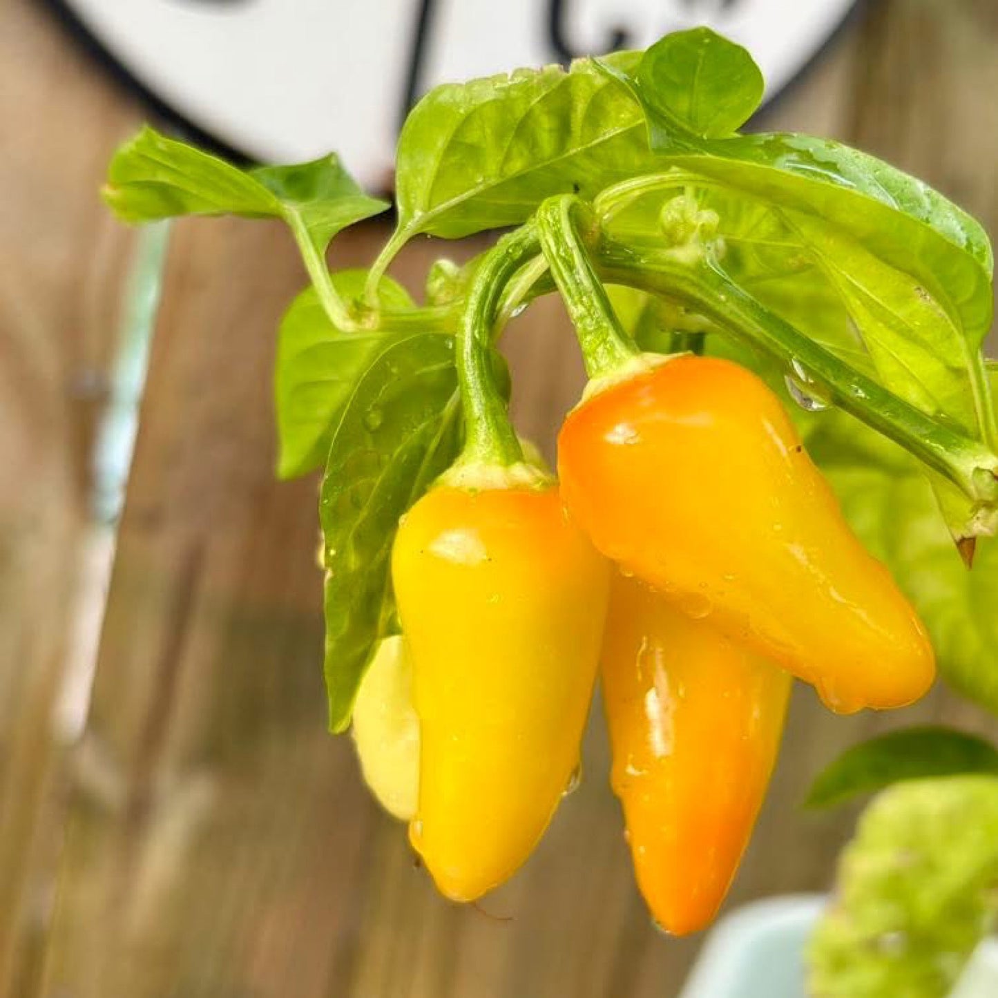 SLEAZY YEEZY JALAPEÑO PEPPER SEEDS
