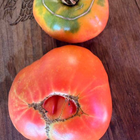 ALLEGHENEY SUNSET TOMATO SEEDS