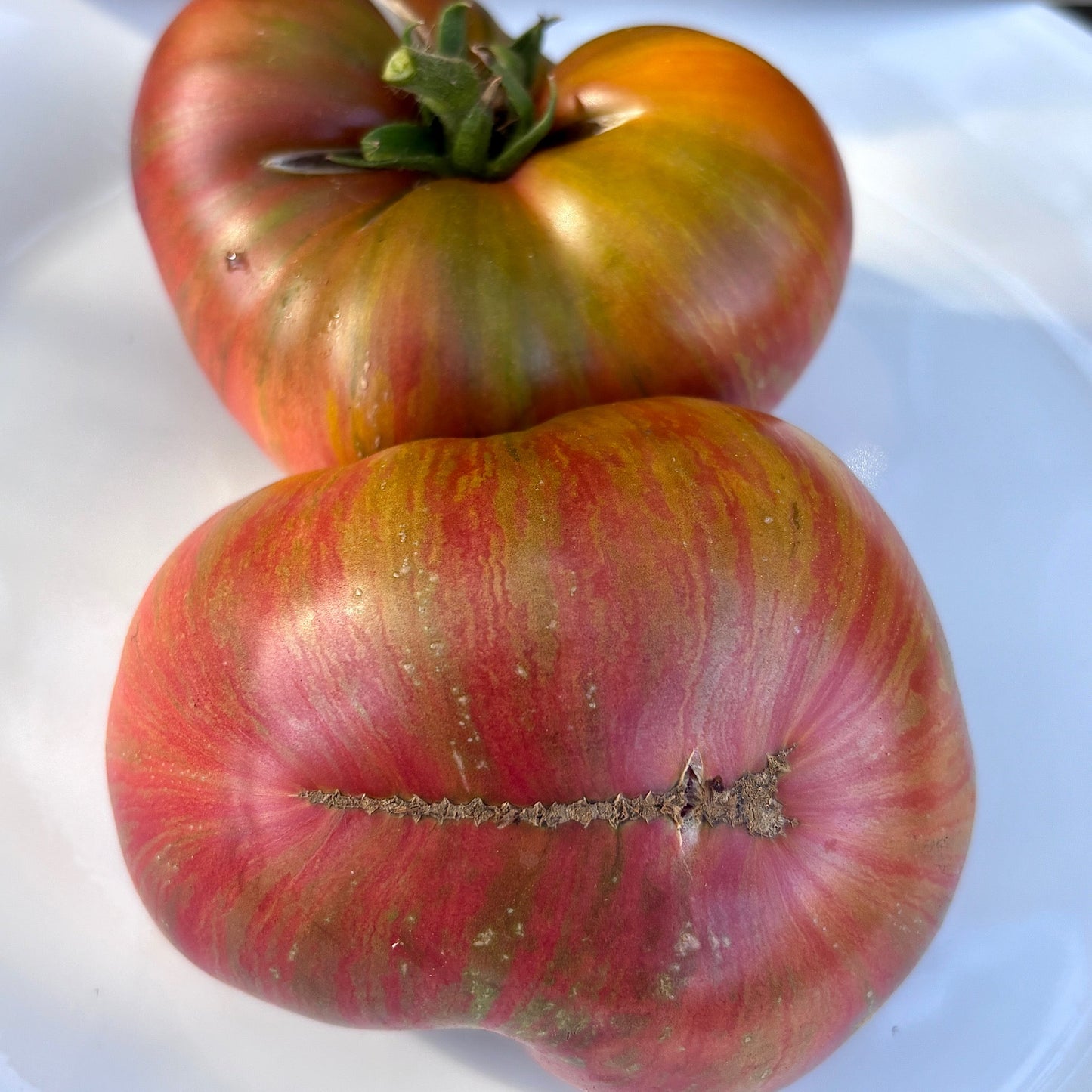 FRED’S TIE DYE DWARF TOMATO