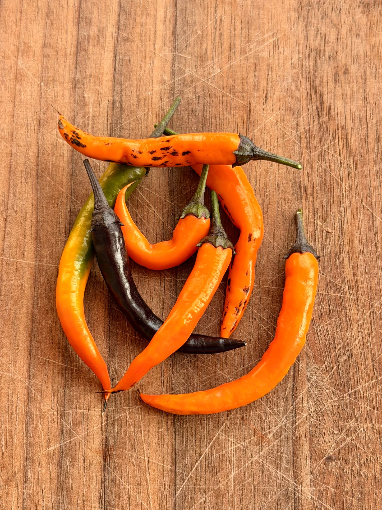 HALLOWEEN BLACK and ORANGE THAI PEPPER