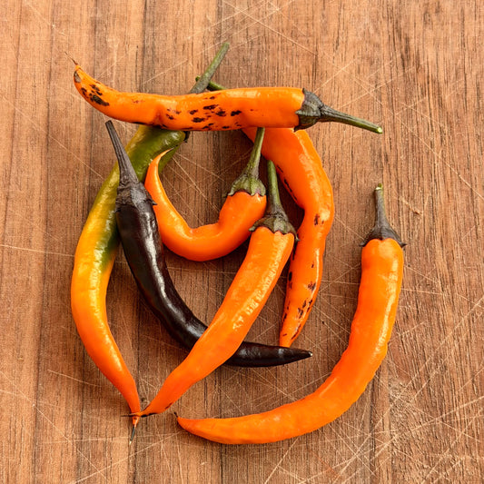 HALLOWEEN BLACK and ORANGE THAI PEPPER
