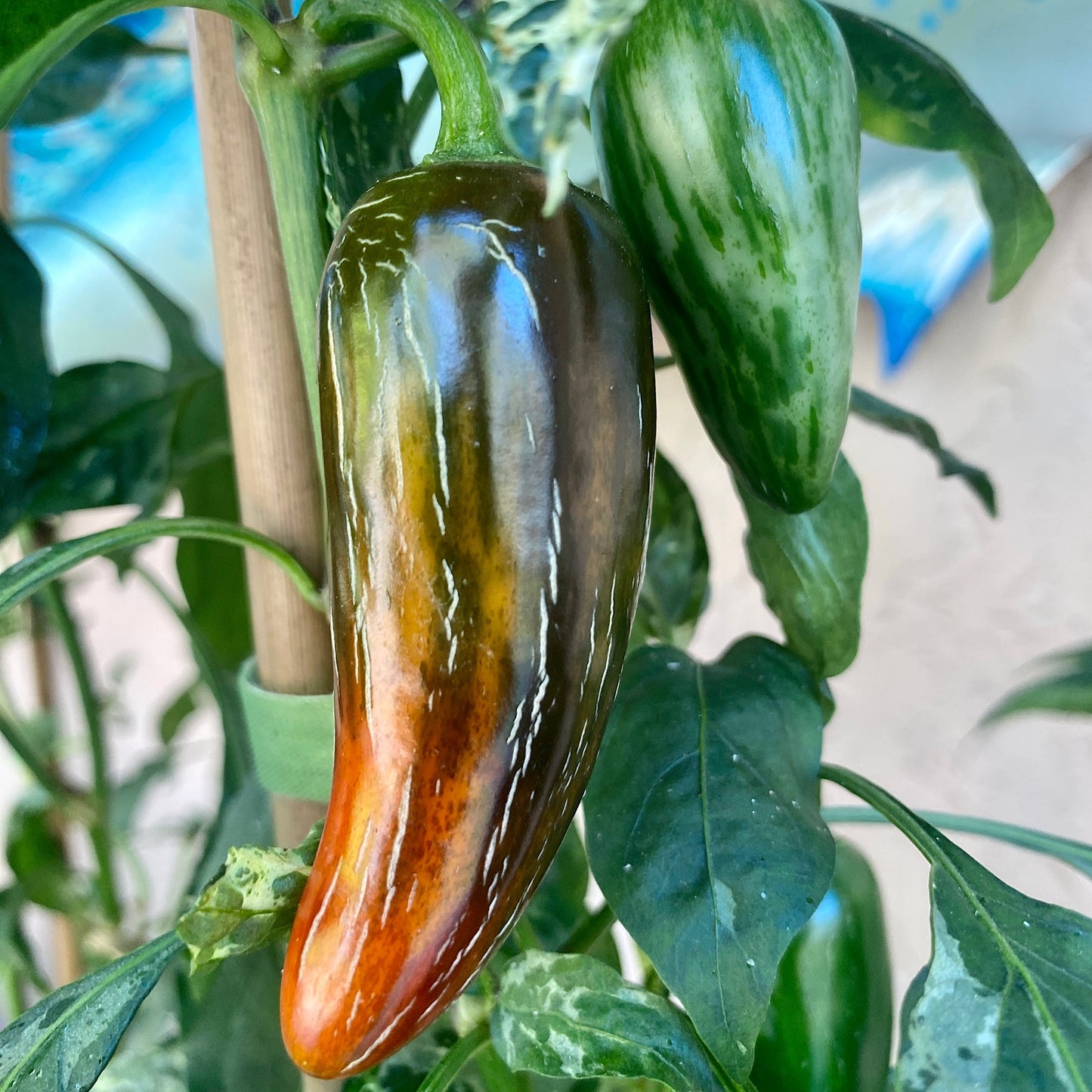 MATTAPEÑO PEPPER SEEDS