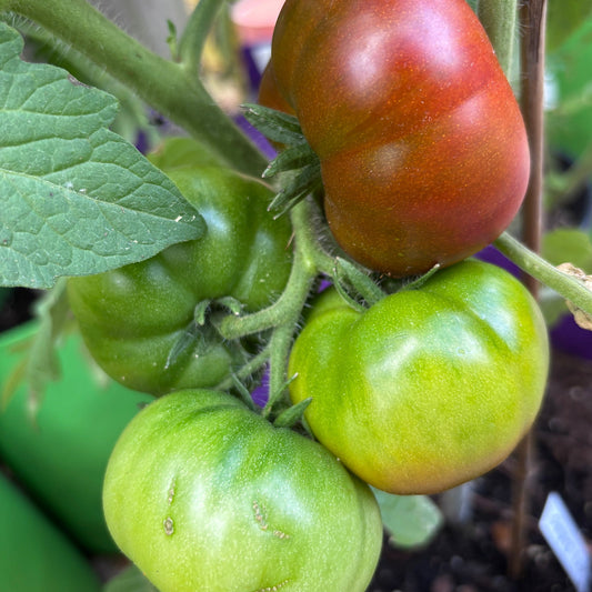 SLEEPING LADY DWARF TOMATO SEEDS