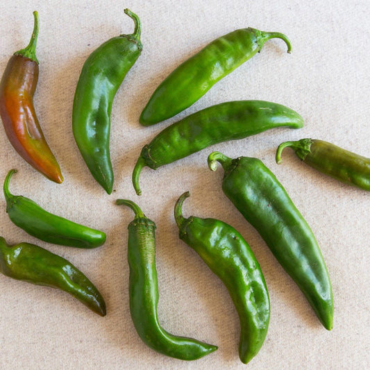 NM 6-4 HATCH CHILI SEEDS
