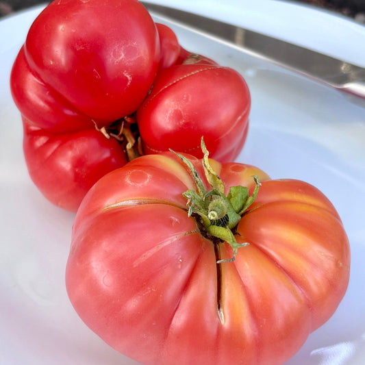 ZOE’S SWEET DWARF TOMATO SEEDS