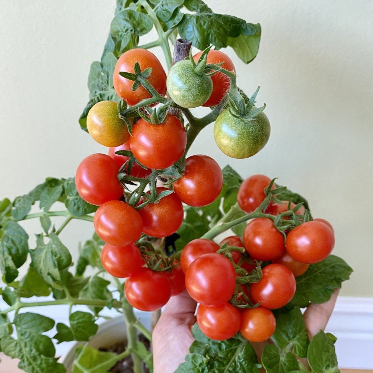 FLORIDA PETITE MICRO DWARF TOMATO SEEDS