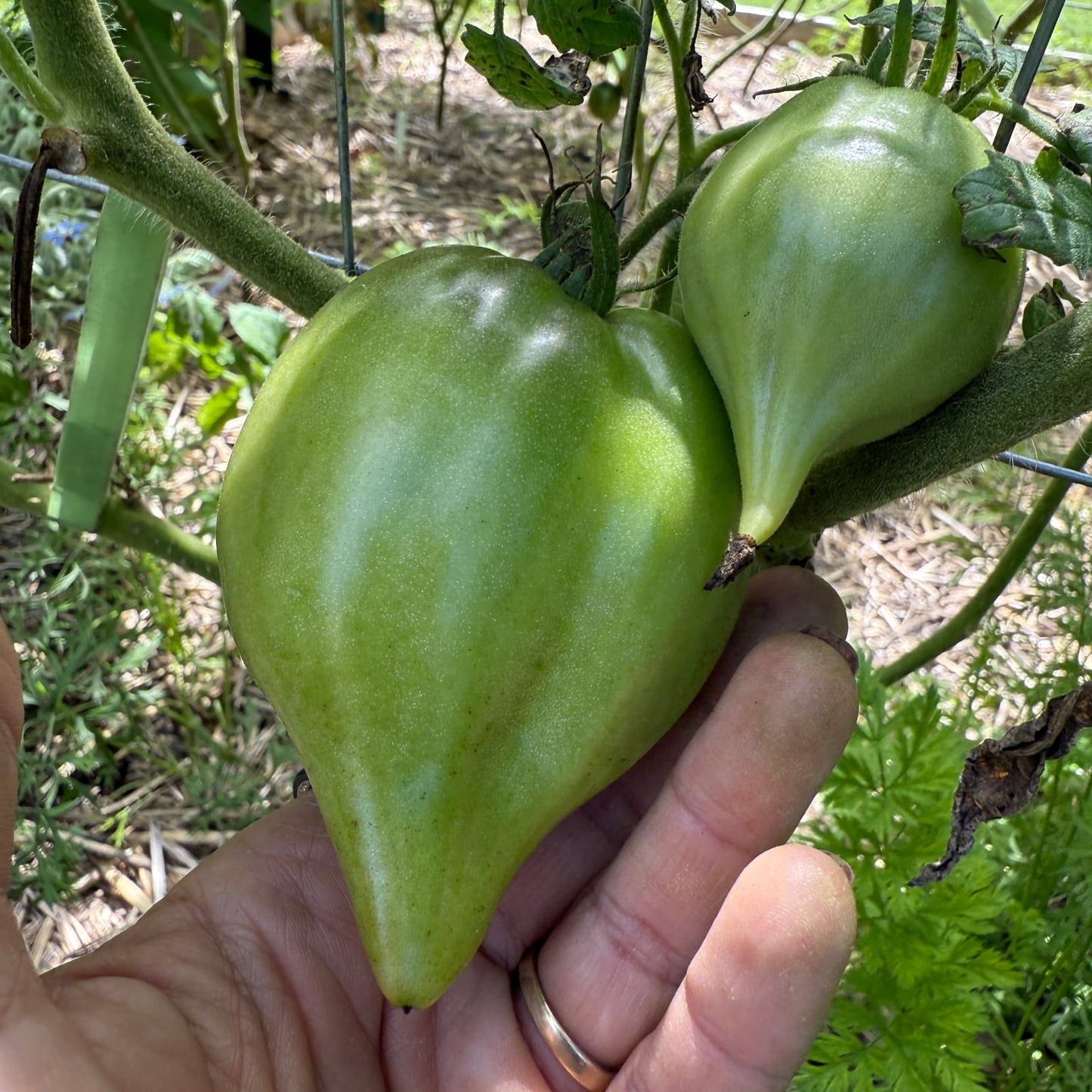 SPARKLING PURPLE LIGHT (F7) TOMATO SEEDS