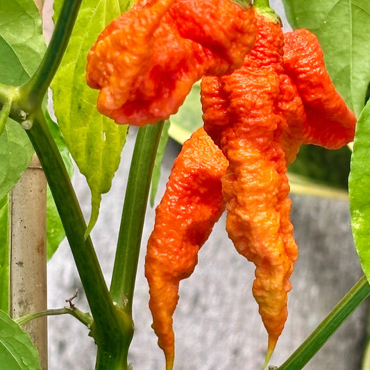 TIBERIUS MAULER RED PEPPER SEEDS