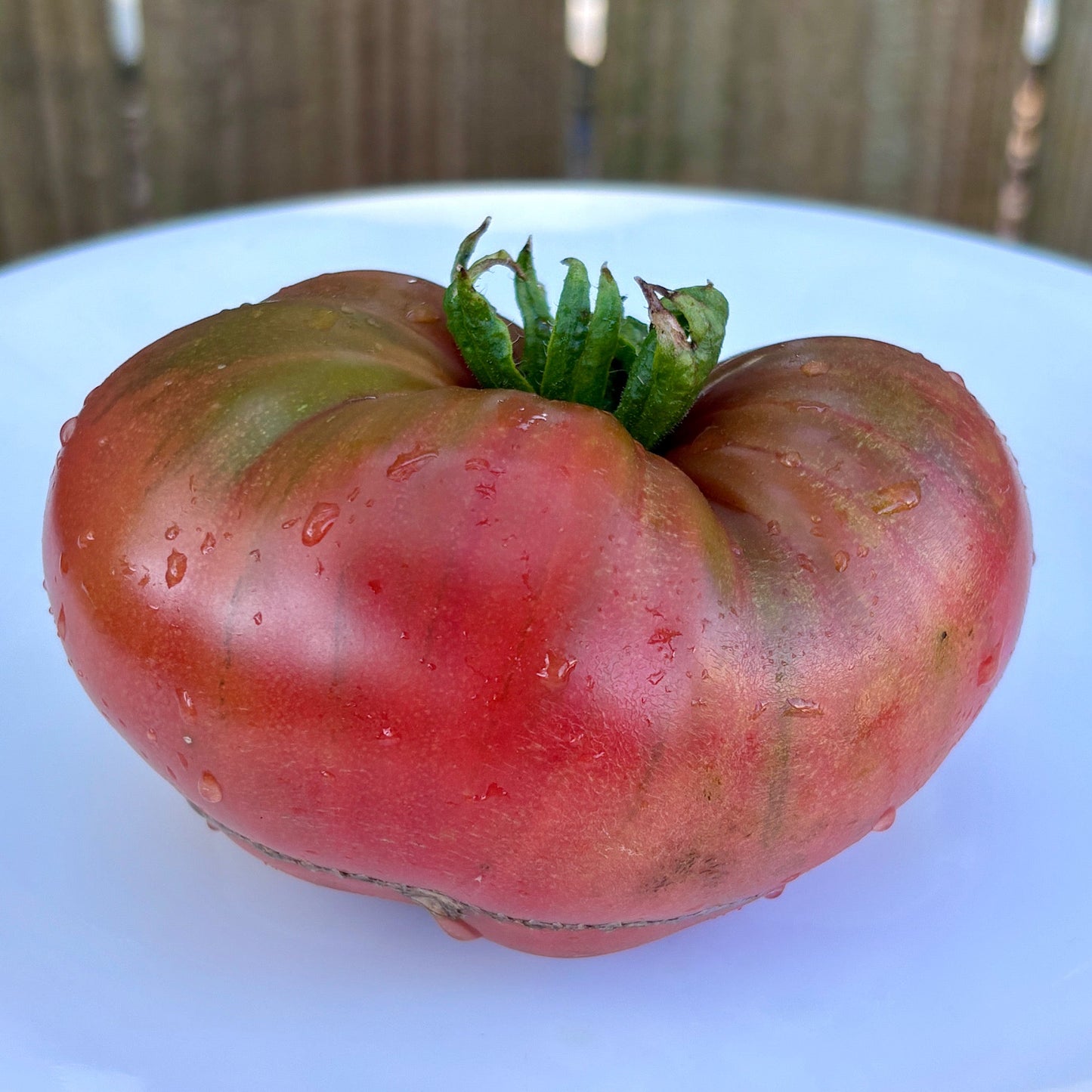 CRIMSON SOCKEYE DWARF TOMATO SEEDS