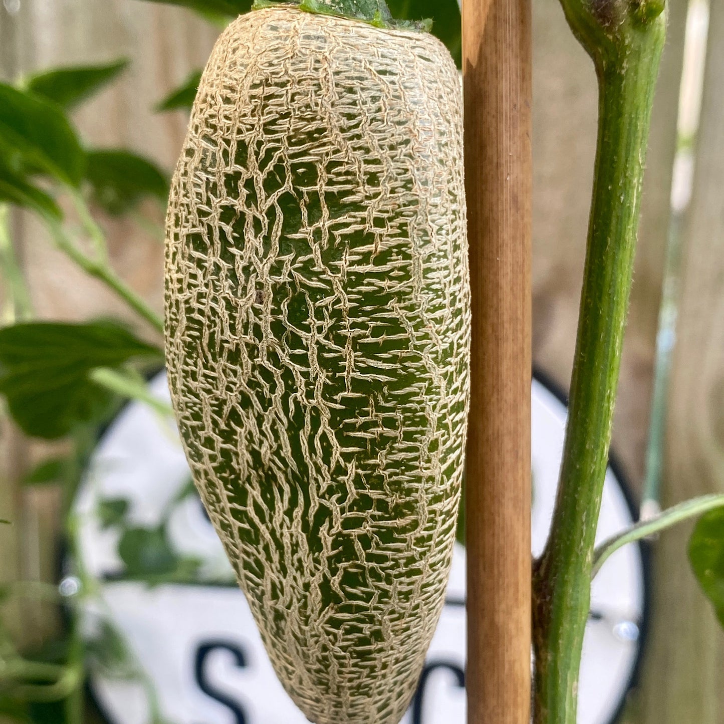 FARMERS MARKET JALAPENO PEPPER SEEDS